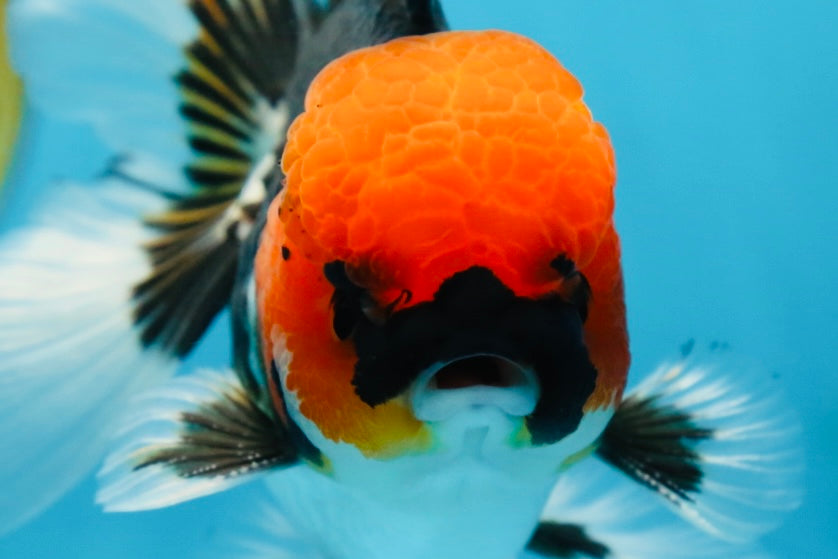 AAA Grade Tricolor Button Eyes Oranda Male 5 inches #080825OR_04