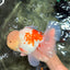FLUFFY AAA Grade Jumbo Boradtail Red White Oranda Male 8.5 inches #072426OR_02