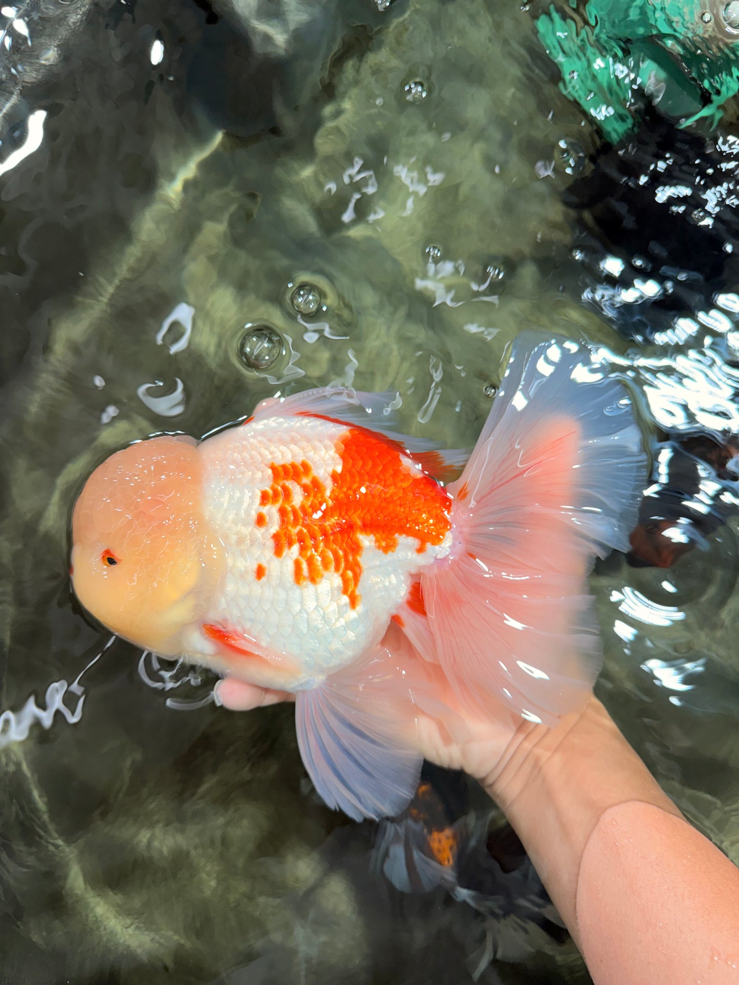 FLUFFY AAA Grade Jumbo Boradtail Red White Oranda Male 8.5 inches #072426OR_02