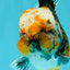 CHUBBY AAA Grade Tiger Oranda Male 5.5 inches #050126OR_08