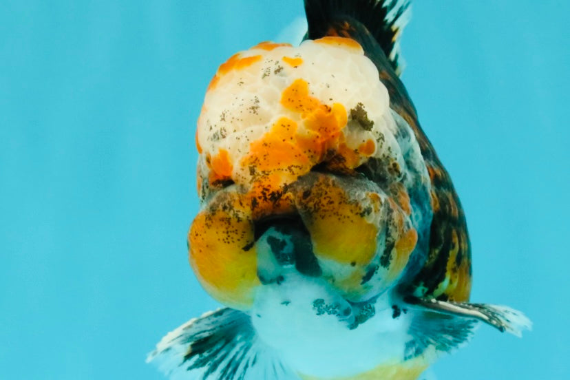 CHUBBY AAA Grade Tiger Oranda Male 5.5 inches #050126OR_08