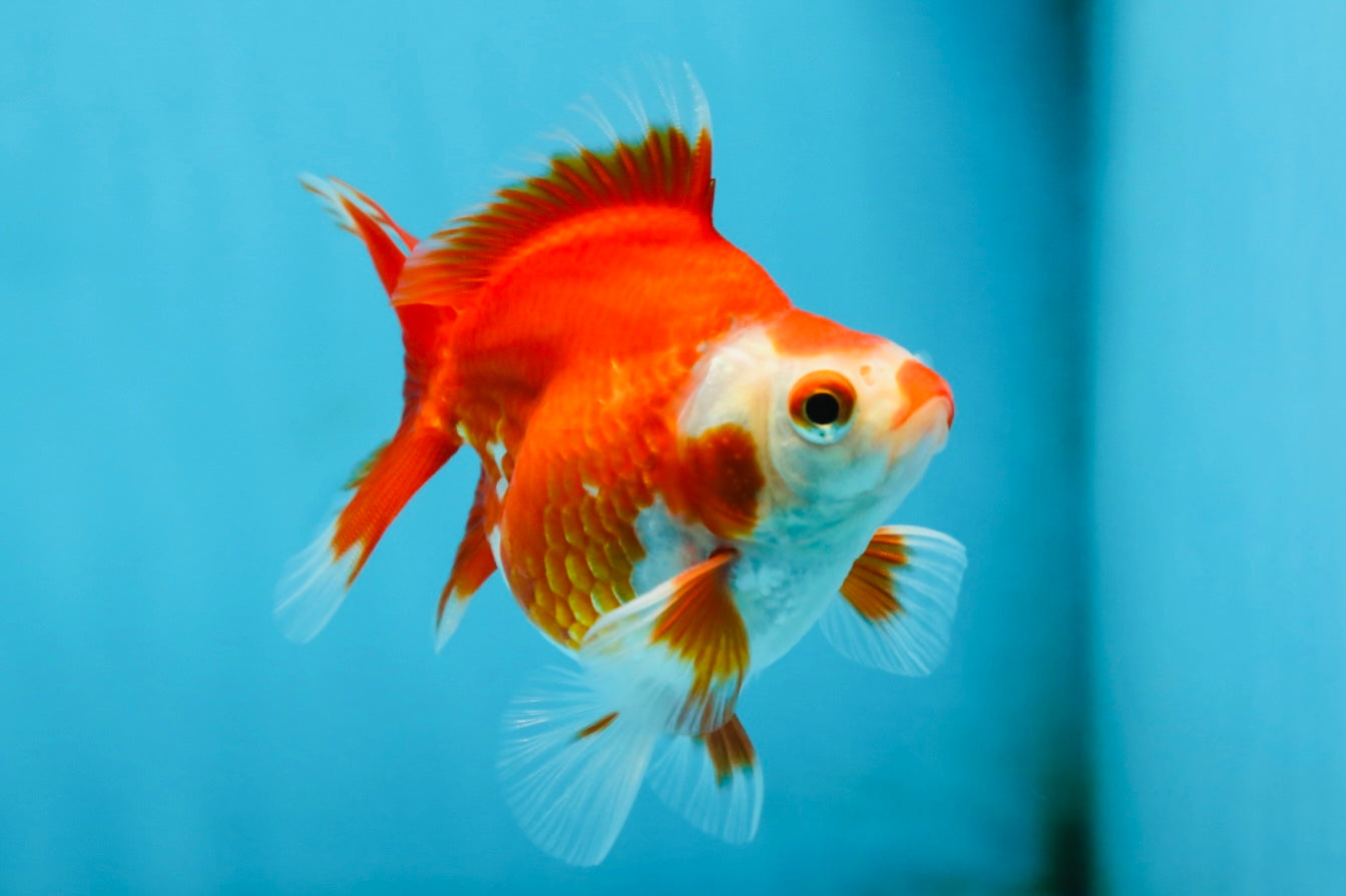 POCKET AAA Grade Small Red White Ryukin Female 3.5-4 inches #082225RK_26