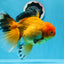 AAA Grade Black Gold (Apache) Oranda Male 7 inches #0712OR_16