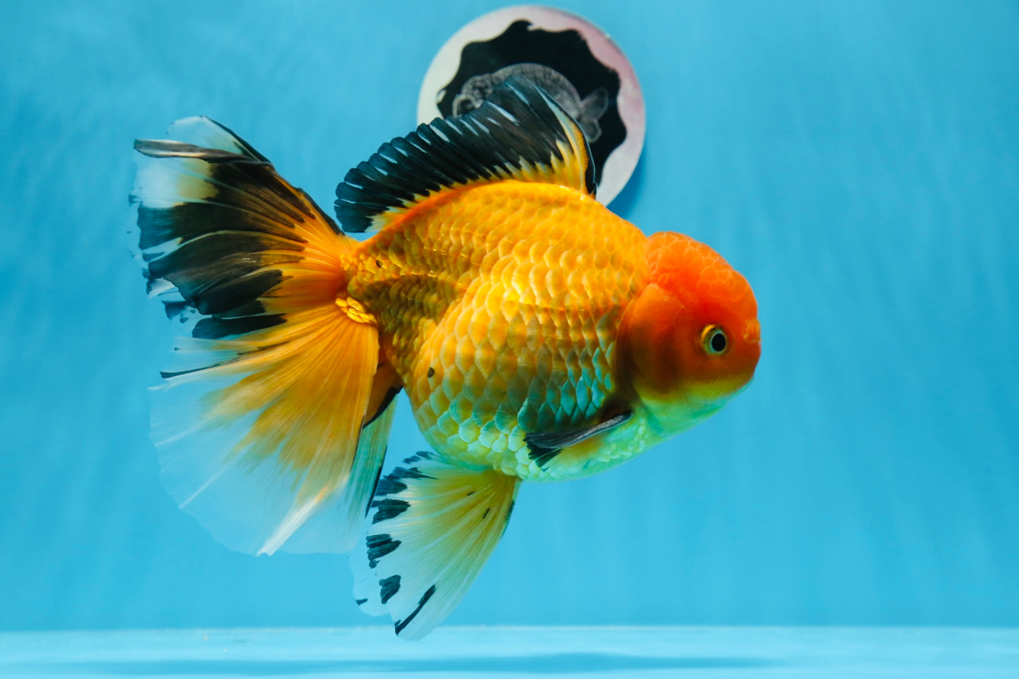 AAA Grade Black Gold (Apache) Oranda Male 7 inches #0712OR_16