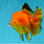 A Grade Orange Juice Oranda Male 5.5-6 inches #040326OR_17