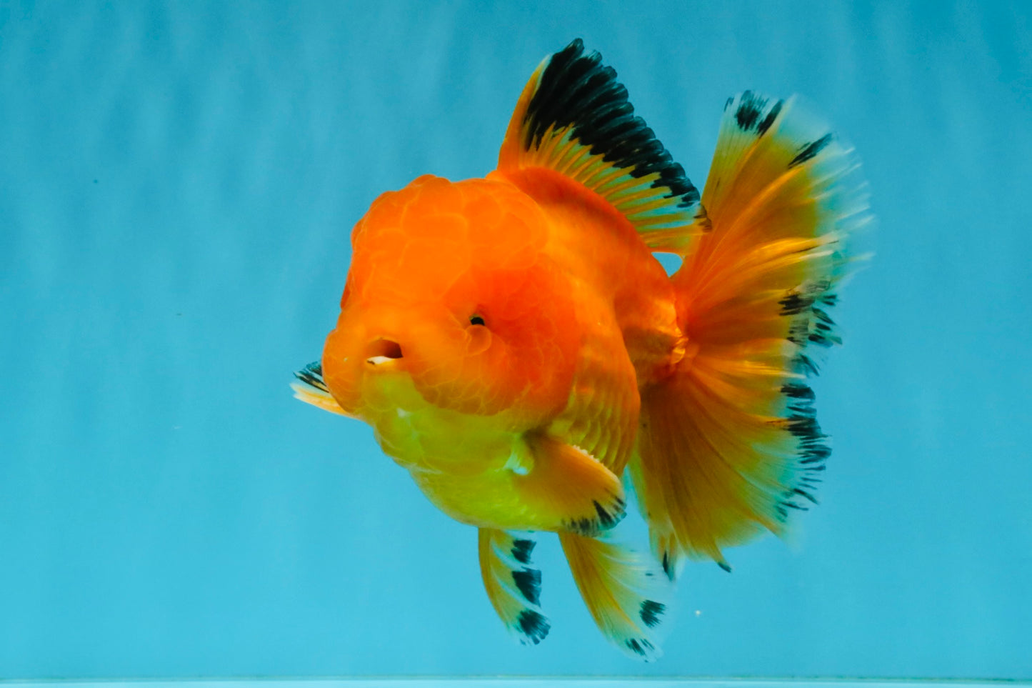 A Grade Orange Juice Oranda Male 5.5-6 inches #040326OR_17