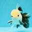 Panda Oranda Male 5 inches #032026OR_12