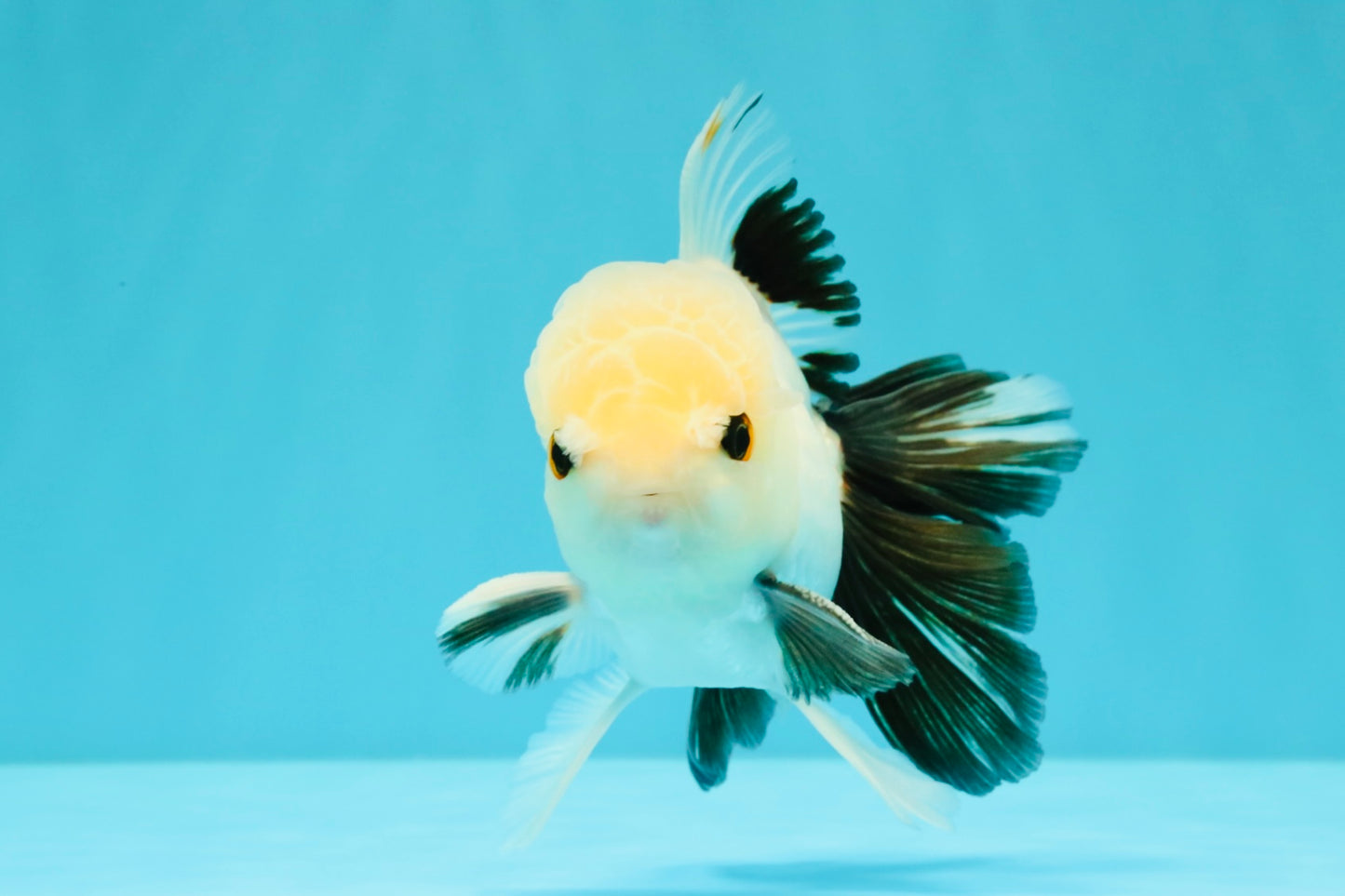 Panda Oranda Male 5 inches #032026OR_12