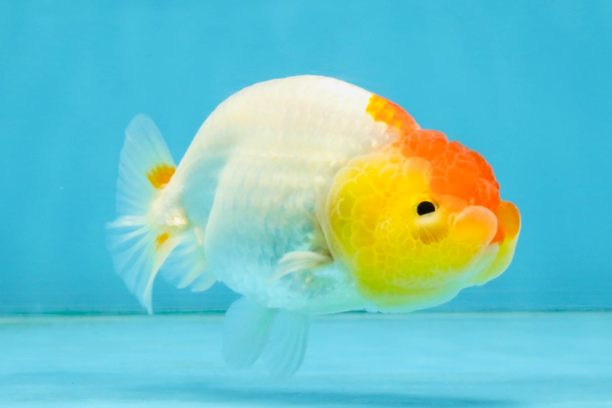 SUPER CUTE A Grade Red White LionQueen 4 inches #121225LC_08