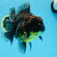 A Grade CHONKY Kirin Oranda Female 6.5 inches #072525OR_20