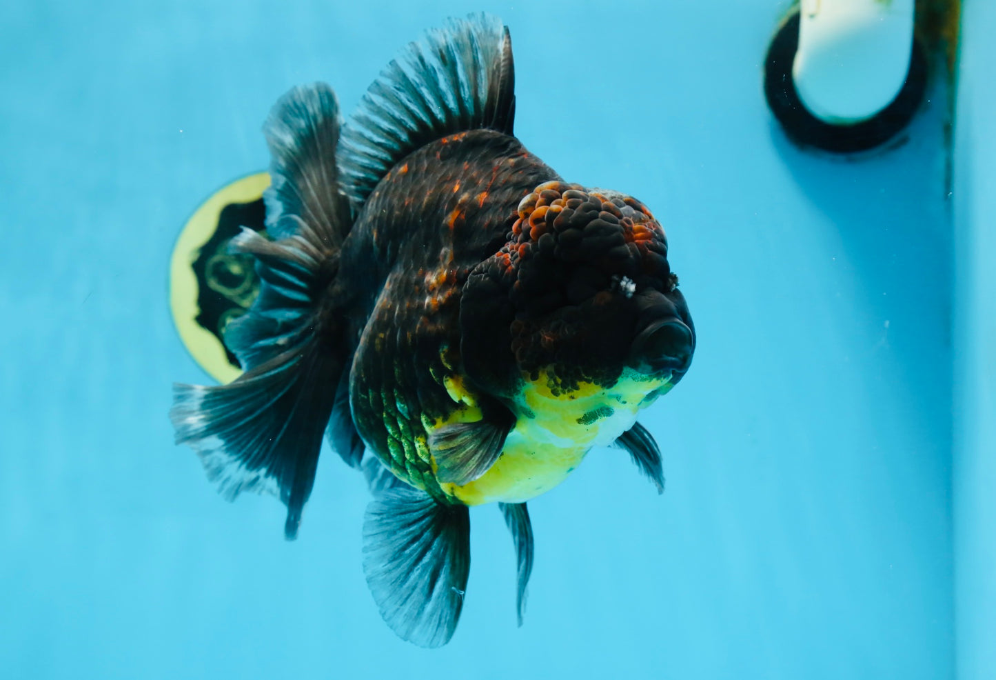 A Grade CHONKY Kirin Oranda Female 6.5 inches #072525OR_20