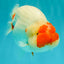 CHUBBY AAA Grade Super Hybrid Buffalo Red White  Ranchu Male 5.5 inches #100226RC_22