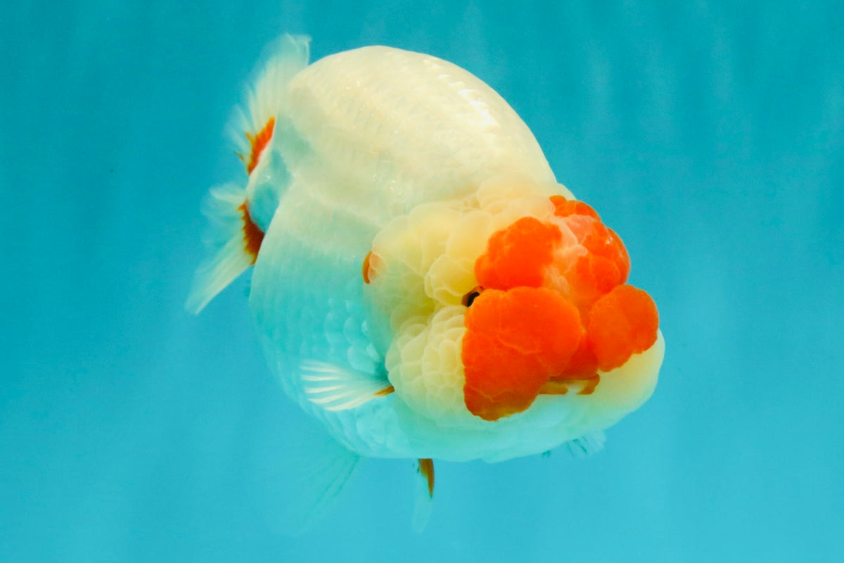 CHUBBY AAA Grade Super Hybrid Buffalo Red White  Ranchu Male 5.5 inches #100226RC_22