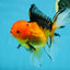 SPECIAL Apache Oranda Female 6 inches #091225OR_17