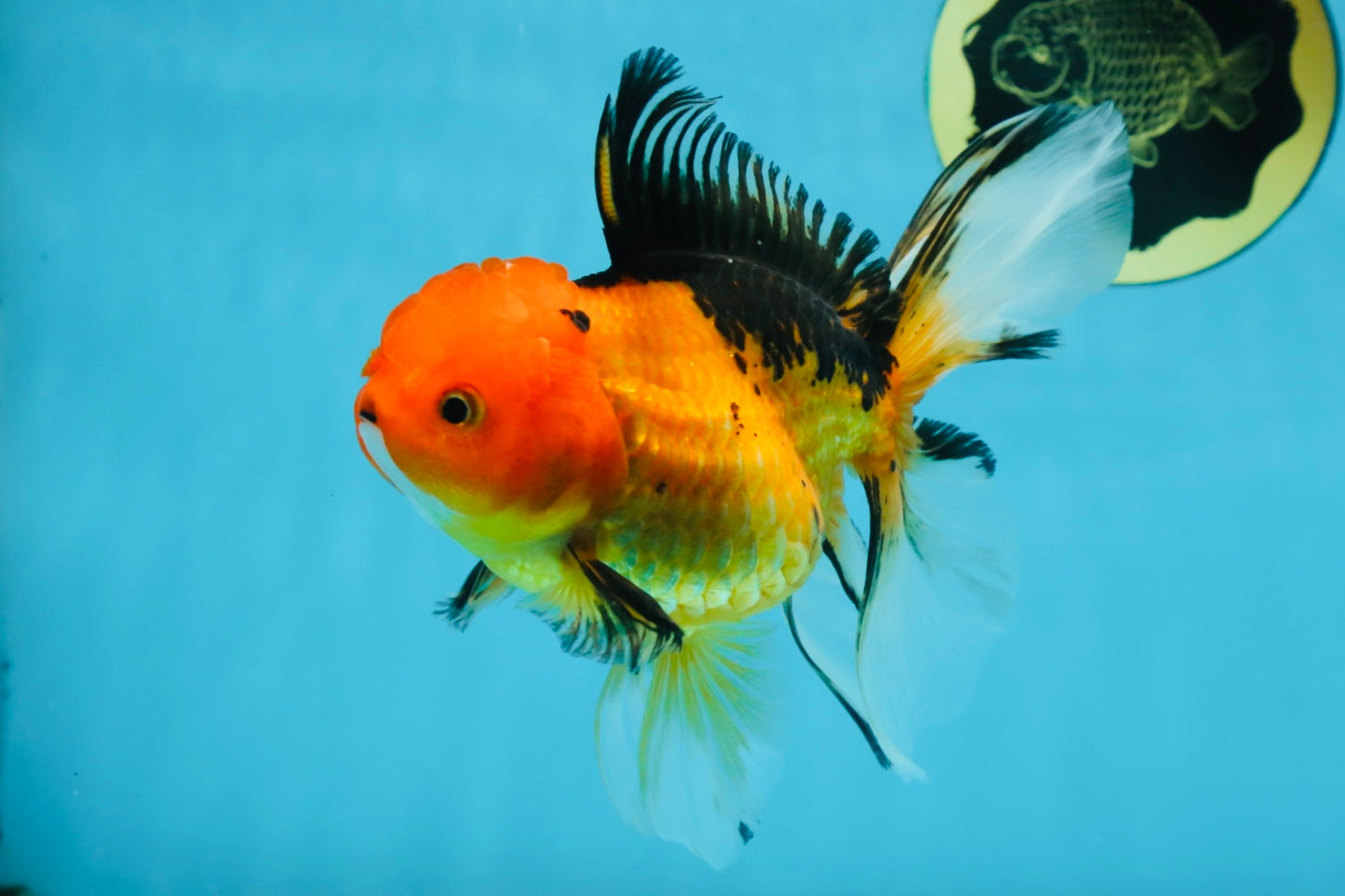 SPECIAL Apache Oranda Female 6 inches #091225OR_17