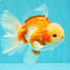 A Grade Lipsticks Red White Oranda Male 6 inches #101626OR_03