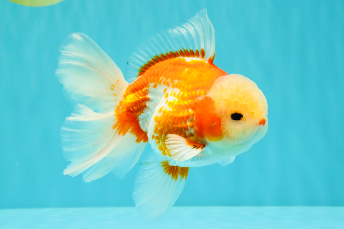 A Grade Lipsticks Red White Oranda Male 6 inches #101626OR_03