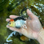 A Grade Angry Bird Tricolor Oranda Male 4.5-5 inches #053025OR_14