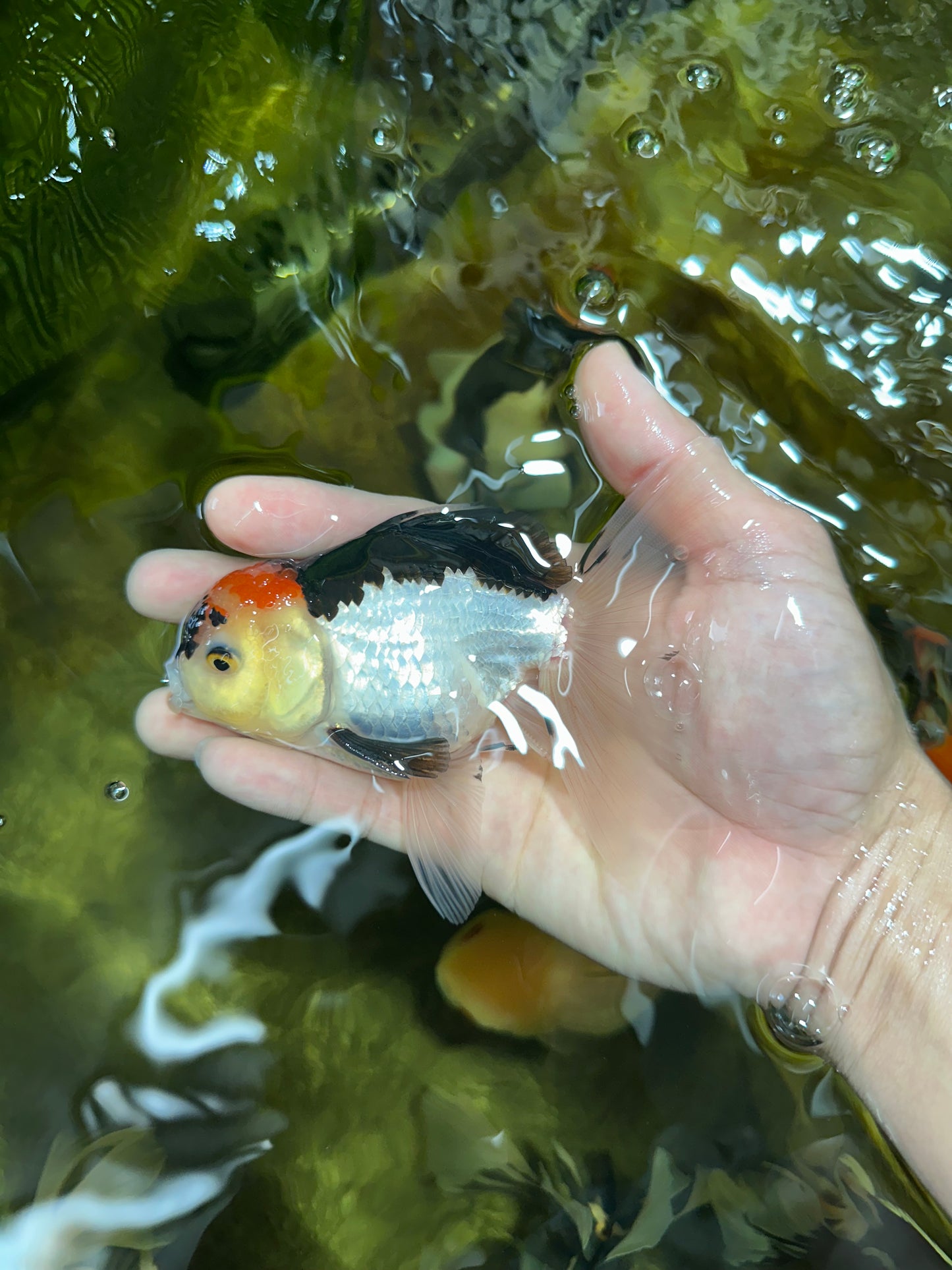 A Grade Angry Bird Tricolor Oranda Male 4.5-5 inches #053025OR_14