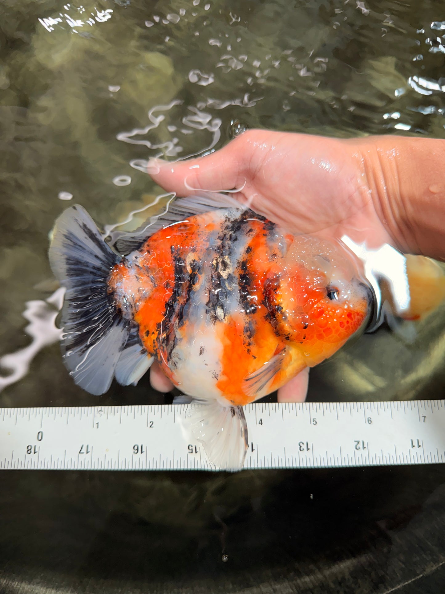 A Grade Calico Marble Yuanbao Female 6 inches #050126YB_15