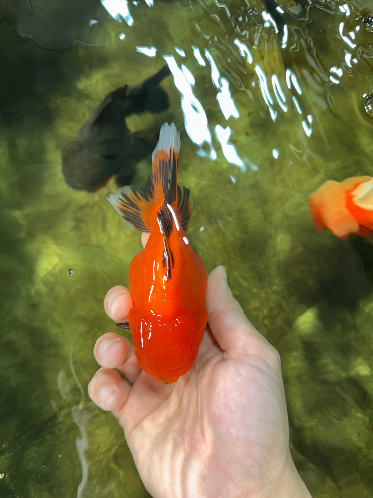 AAA Grade Apache Oranda Male 5-5.5 inches #050925OR_51