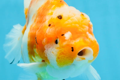 A Grade Sakura Yuanbao Female 6 inches #111425YB_02