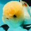 A Grade Gorgeous Lemonhead Oranda Male 5 inches #110824OR_17