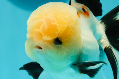 A Grade Gorgeous Lemonhead Oranda Male 5 inches #110824OR_17