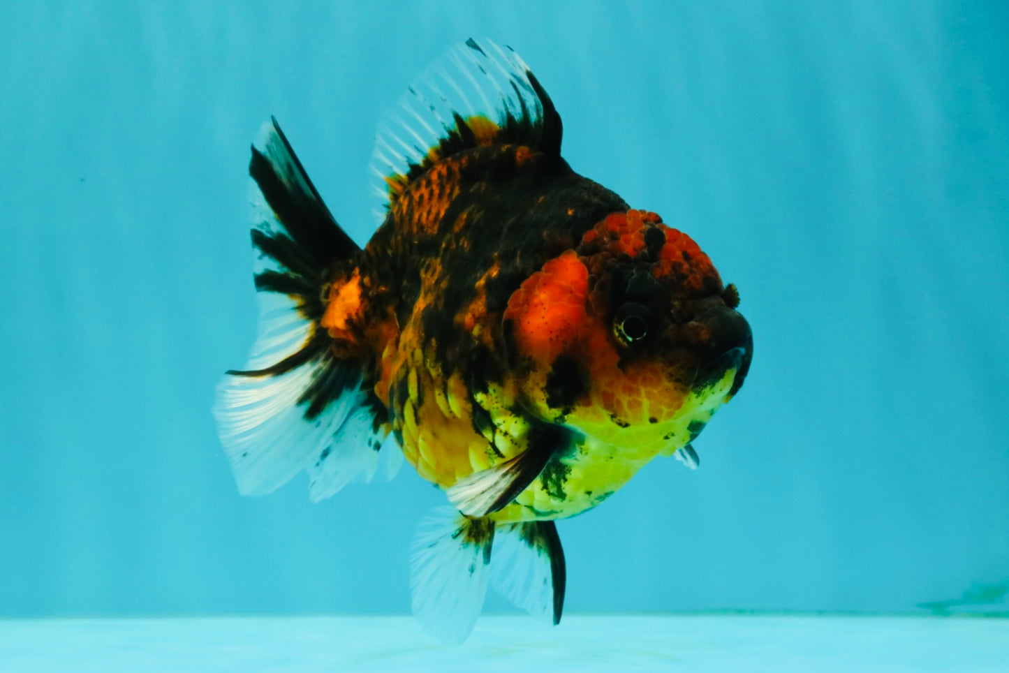 Tiger Yuanbao Female 4.5-5 inches #071026YB_21