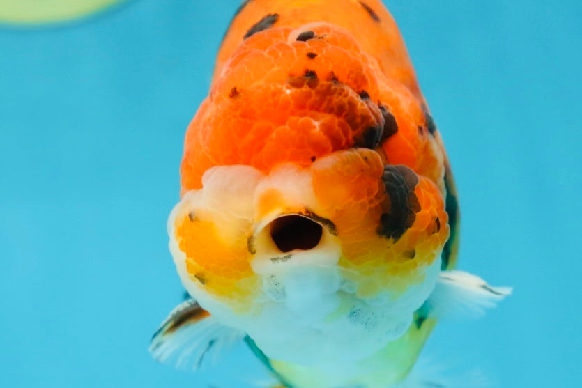 A Grade Tricolor Tiger LionKing 4.5 inches #052325LC_16