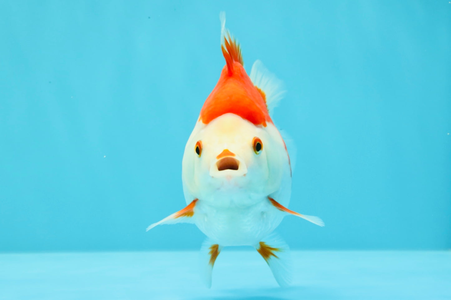 AAA Grade Red White Ryukin Female 4.5 inches #031326RK_31