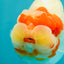 CHUBBY Red White Buffalo Ranchu Female 6 inch #092526RC_20