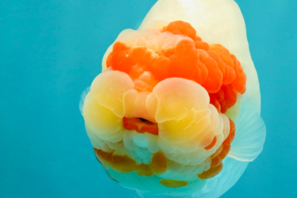 CHUBBY Red White Buffalo Ranchu Female 6 inch #092526RC_20