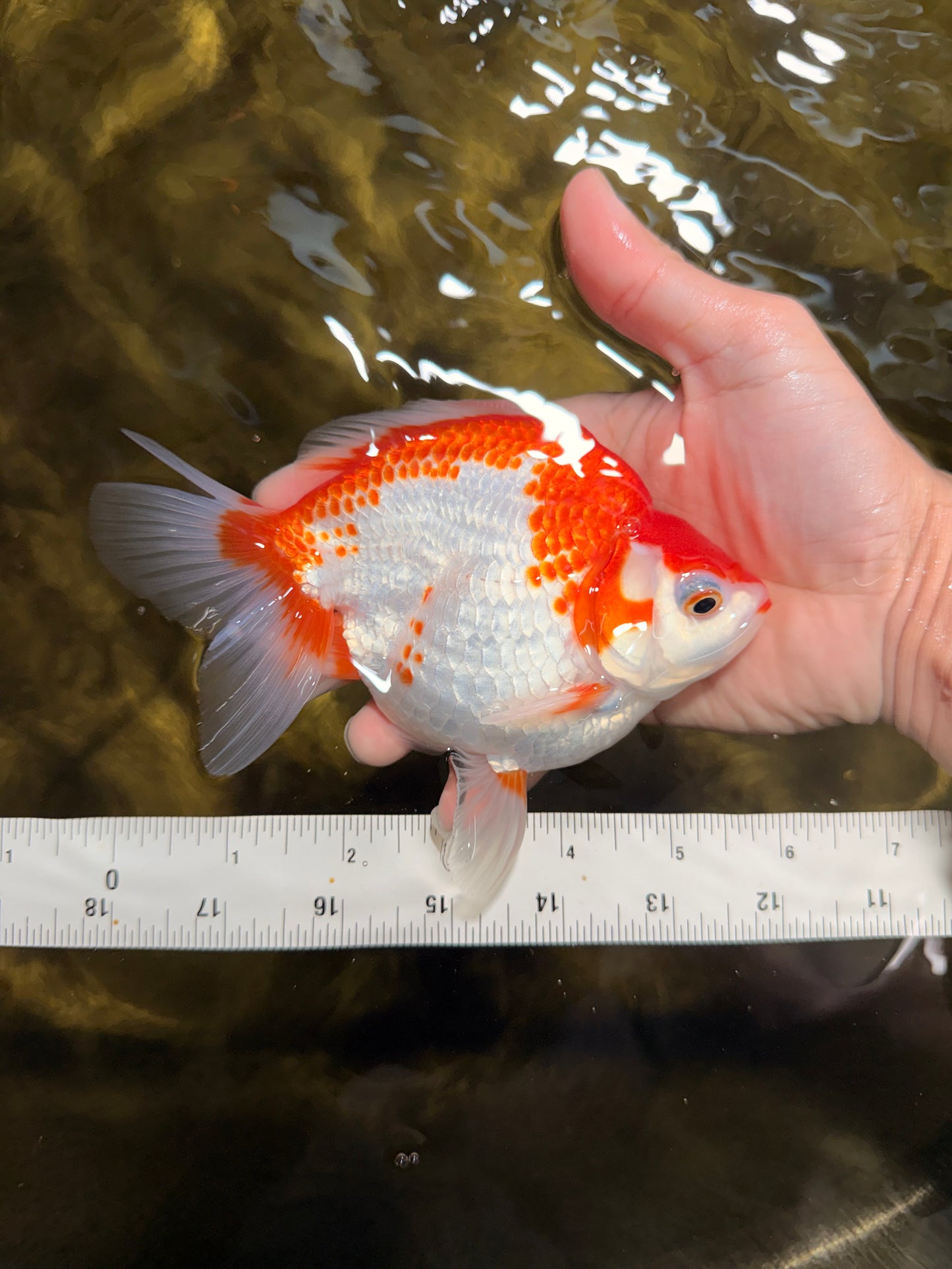 A Grade Red White Ryukin Female 5.5-6 inches #111425RK_06