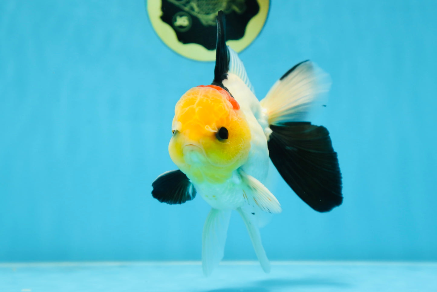 AAA Grade Special Tricolor Button Eyes Oranda Male 5 inches #080825OR_03
