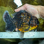 AAA Grade Dark Tiger Godzilla Oranda Female 6.5-7 inches #060625OR_13