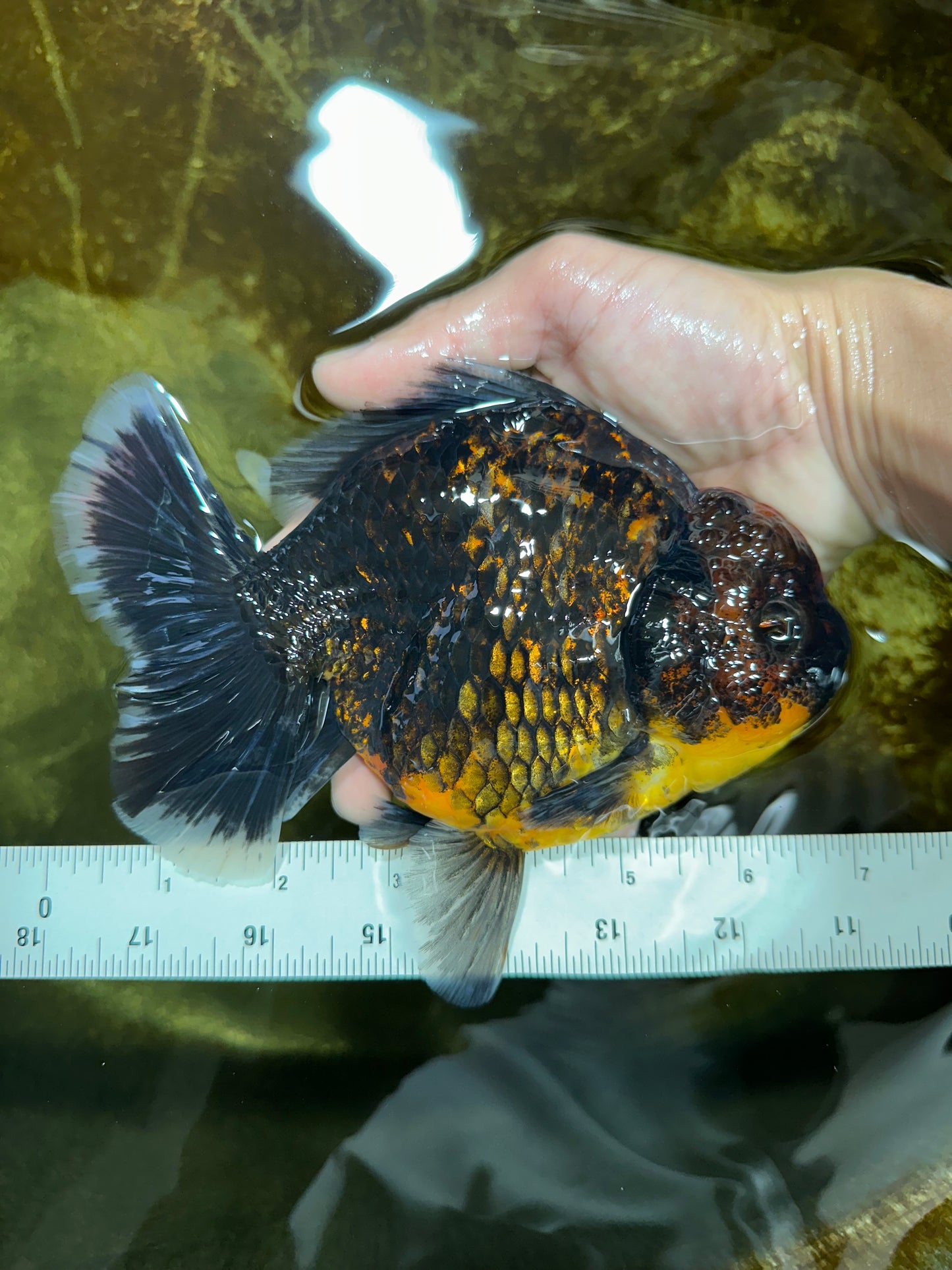 AAA Grade Dark Tiger Godzilla Oranda Female 6.5-7 inches #060625OR_13