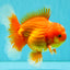 AAA Grade Red White Oranda Male 5.5 inches #080726OR_10