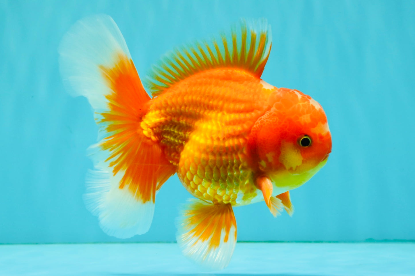 AAA Grade Red White Oranda Male 5.5 inches #080726OR_10