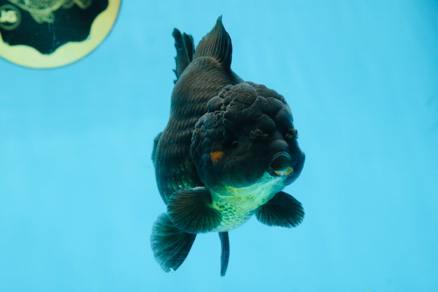 TOOTHLESS A Grade Black Yuanbao Male 4.5 inches #101725YB_32