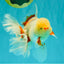A Grade Lipstick Red White Oranda Male 5.5-6 inches #100926OR_14