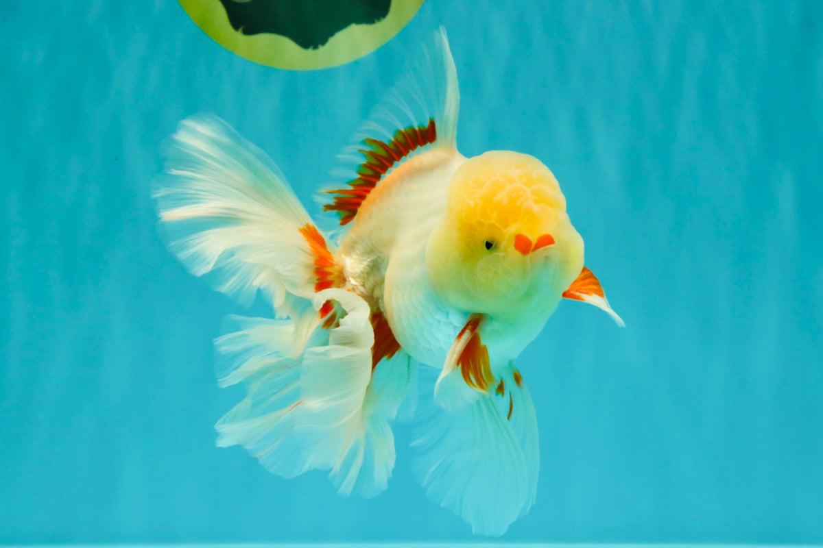 A Grade Lipstick Red White Oranda Male 5.5-6 inches #100926OR_14