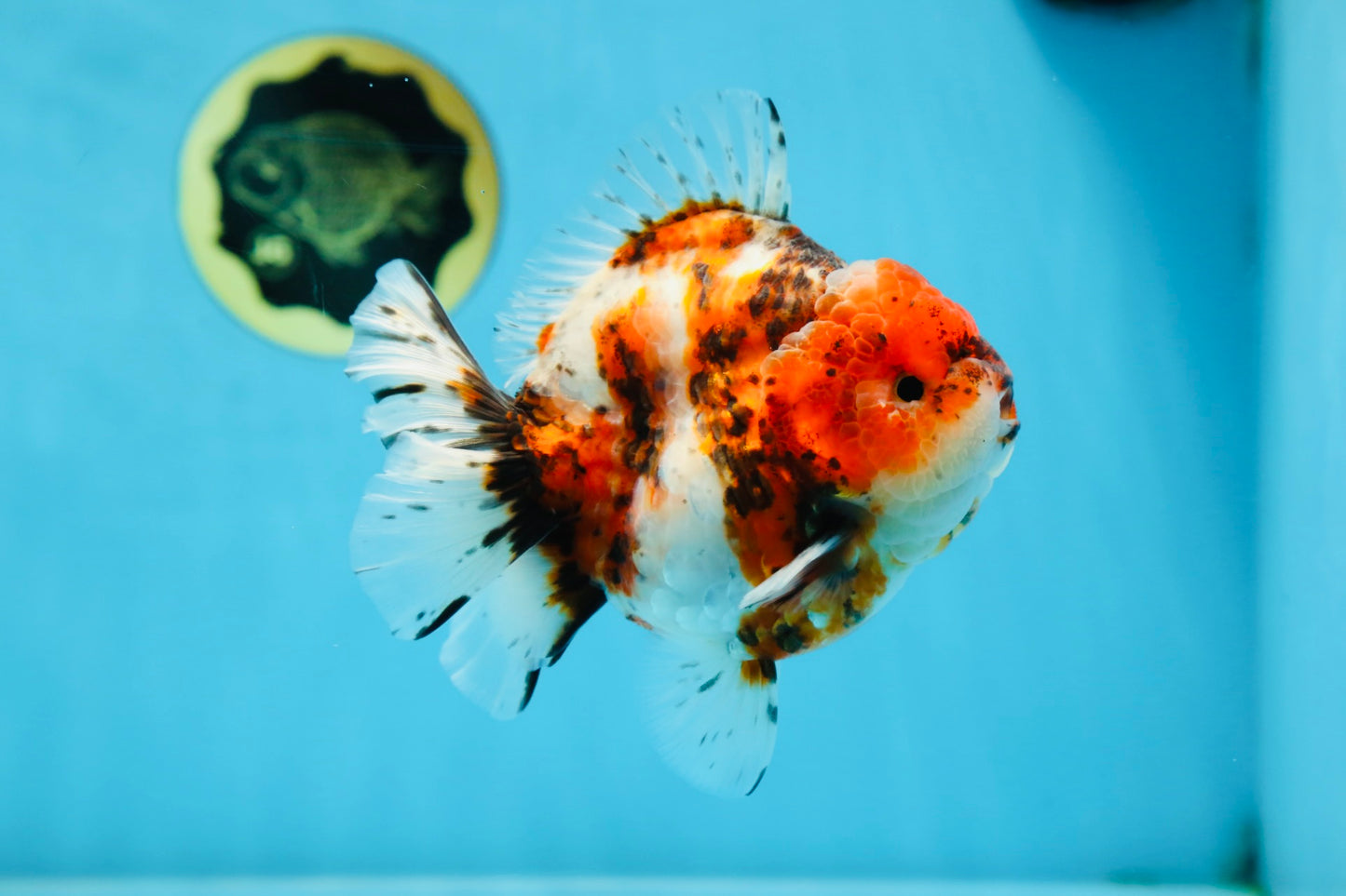 AAA Grade Godzilla Calico Yuanbao Male 4.5-5 inches #080125YB_14