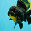 THE THING AAA Grade Apache Yuanbao Female 7 inches #072426YB_05