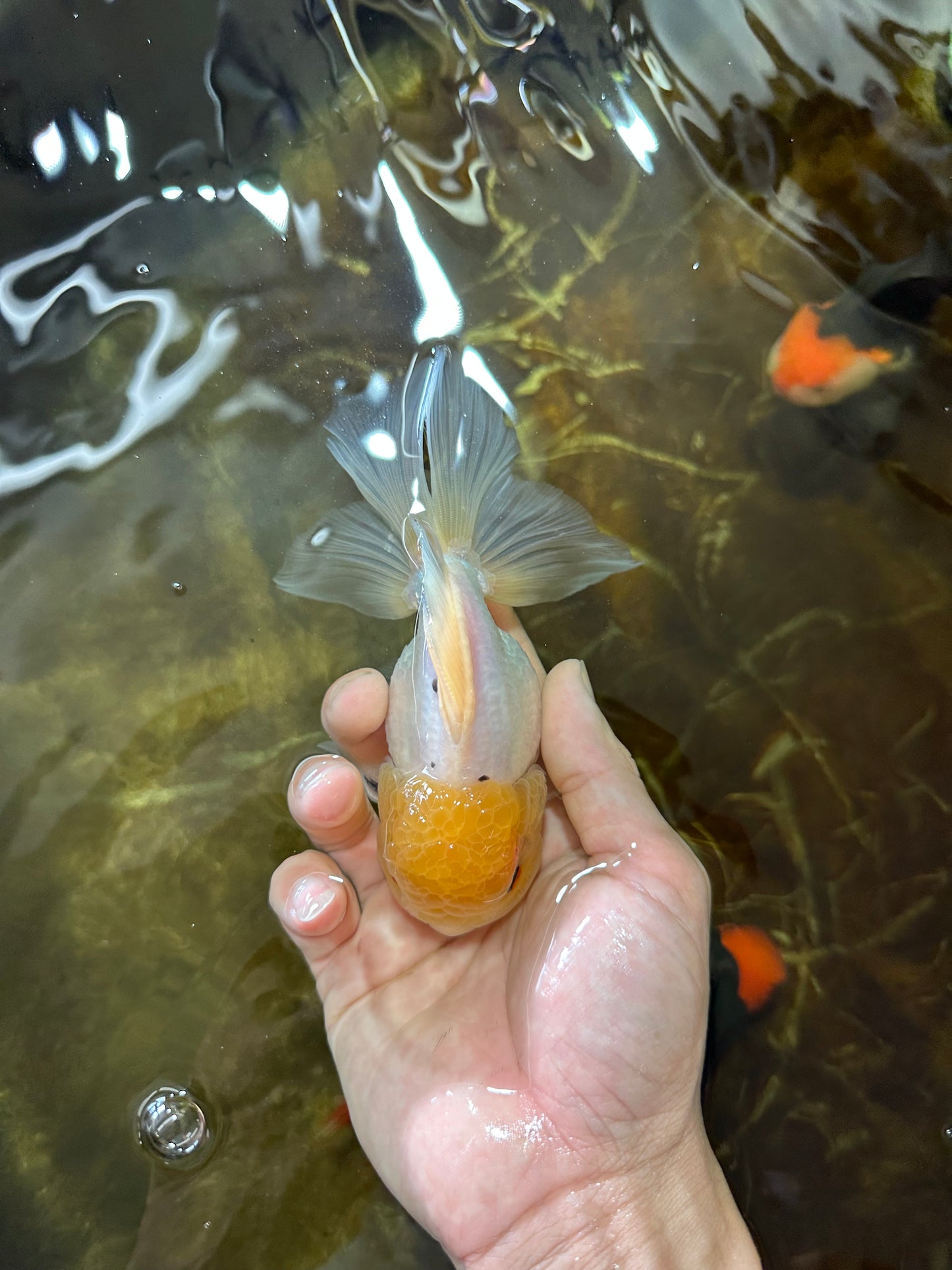 A Grade Lemonhead Button Eyes Oranda Male 5-5.5 inches #082225OR_21