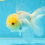 A Grade White Oranda Male 5 inches #060625OR_28