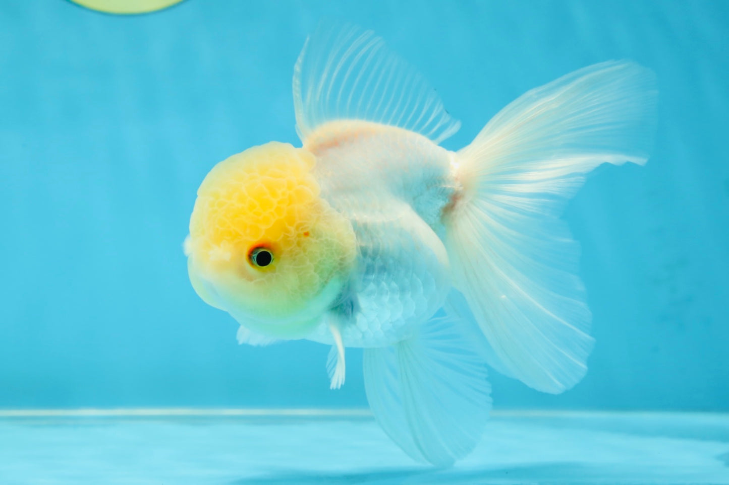 A Grade White Oranda Male 5 inches #060625OR_28
