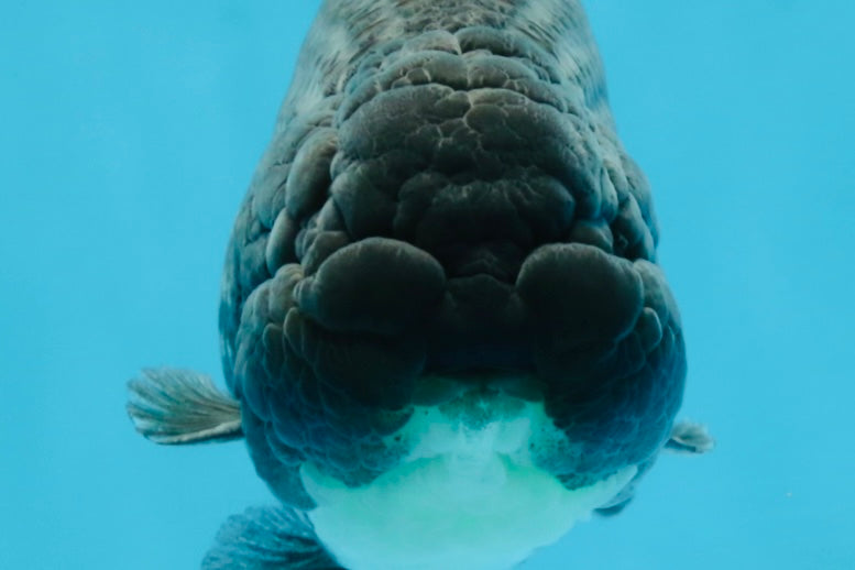 A Grade Black Blue LionKing 5 inches #103125LC_12