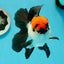 A Grade Tricolor Oranda Male 5-5.5 inches #110824OR_09