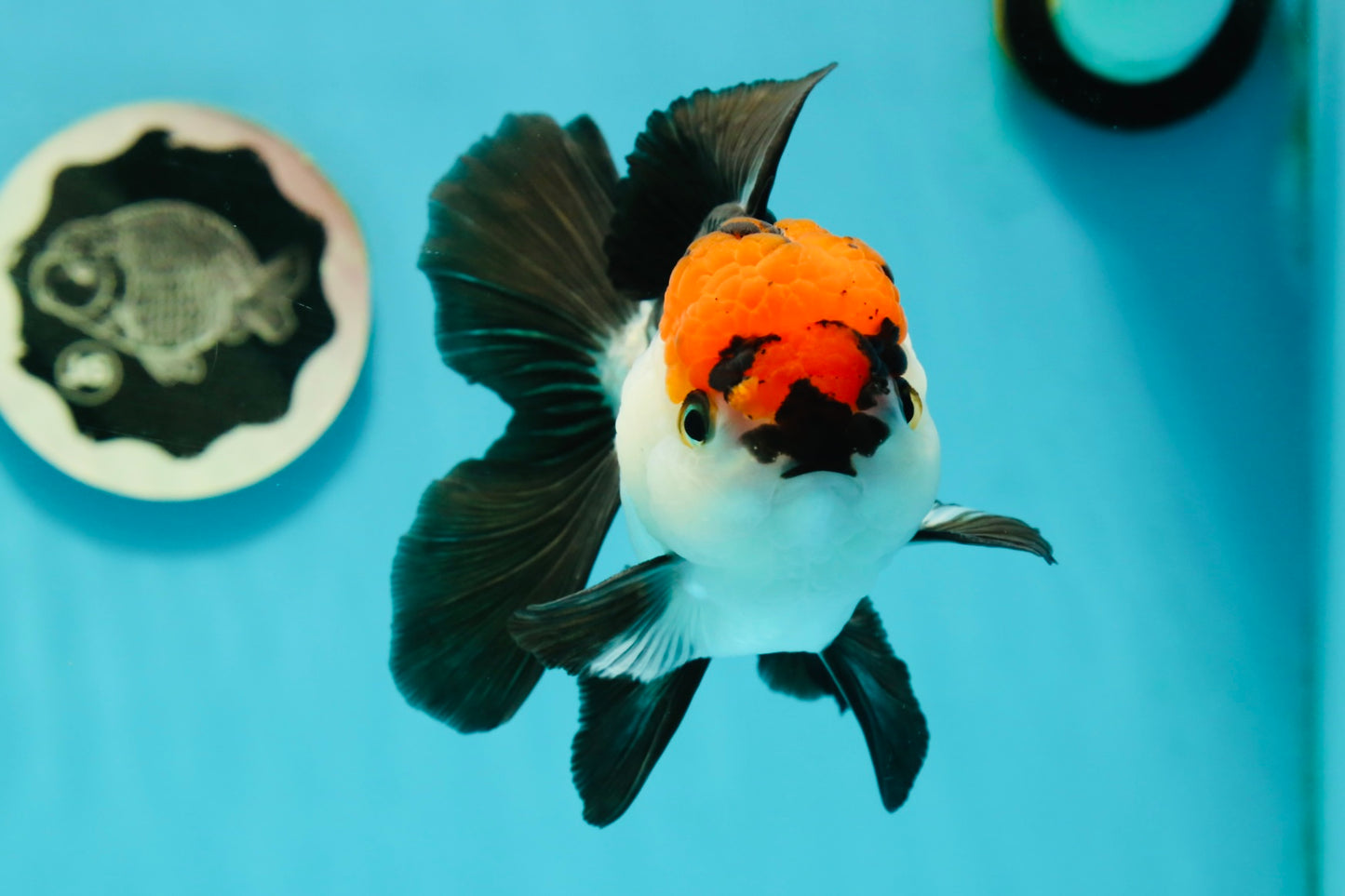 A Grade Tricolor Oranda Male 5-5.5 inches #110824OR_09